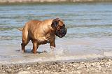 BULLMASTIFF 078